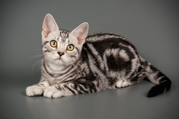 Photographie de studio d'un chat américain à poil court sur fond coloré