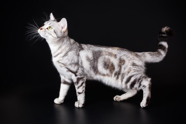 Photographie de studio d'un chat américain à poil court sur fond coloré