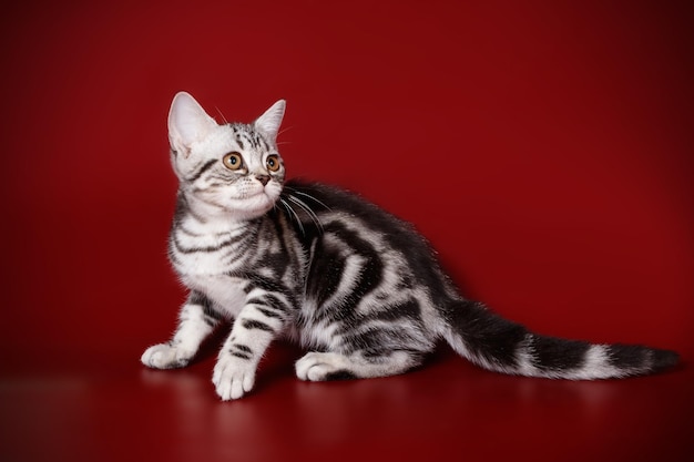 Photographie de studio d'un chat américain à poil court sur fond coloré