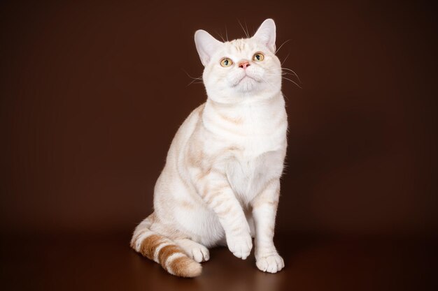 Photographie de studio d'un chat américain à poil court sur fond coloré