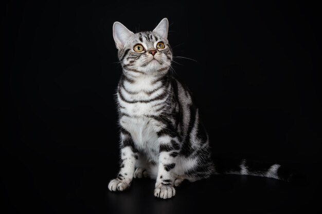 Photographie de studio d'un chat américain à poil court sur fond coloré