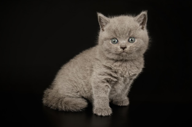 Photographie de studio d'un chat British Shorthair sur fond coloré