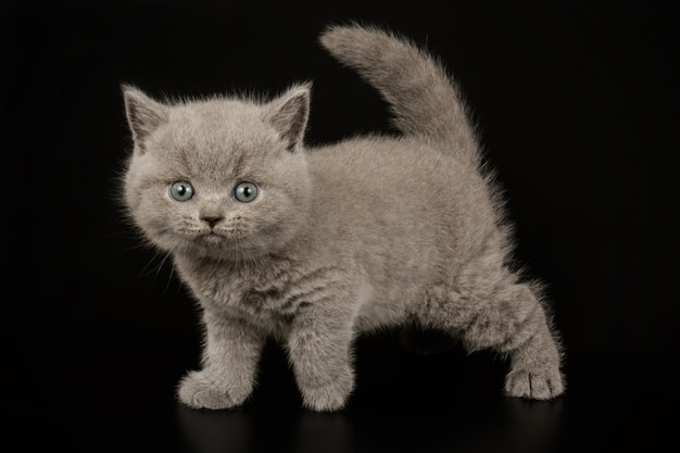 Photographie de studio d'un chat British Shorthair sur fond coloré