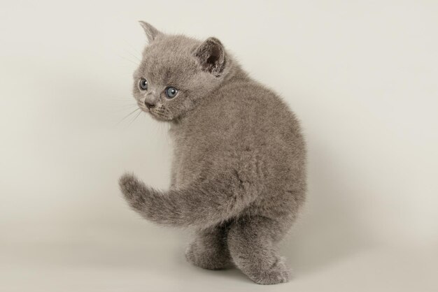 Photographie de studio d'un chat British Shorthair sur fond coloré