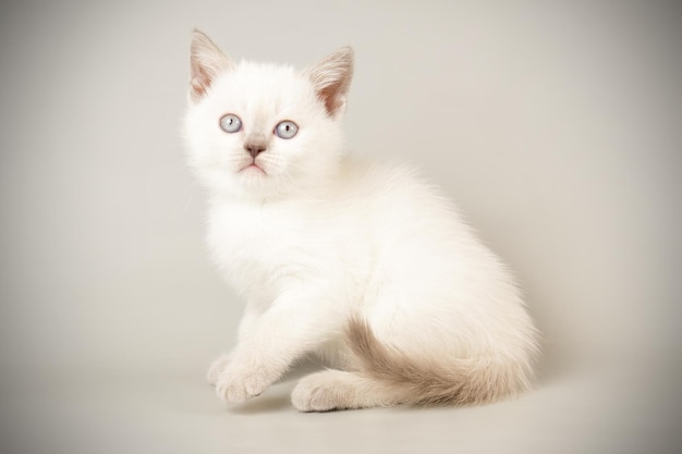 Photographie de studio d'un chat écossais à poil court droit sur des arrière-plans colorés