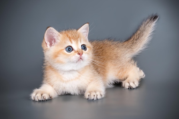 Photographie de studio d'un chat écossais à poil court droit sur des arrière-plans colorés