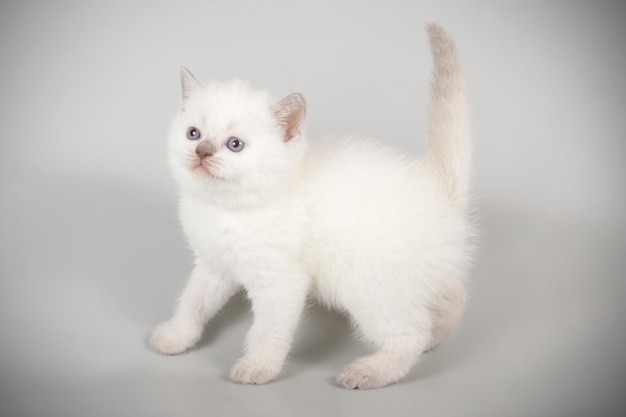 Photographie de studio d'un chat écossais à poil court droit sur des arrière-plans colorés