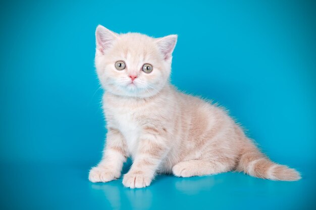 Photographie de studio d'un chat écossais à poil court droit sur des arrière-plans colorés