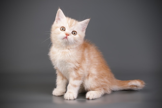 Photographie de studio d'un chat écossais à poil court droit sur des arrière-plans colorés