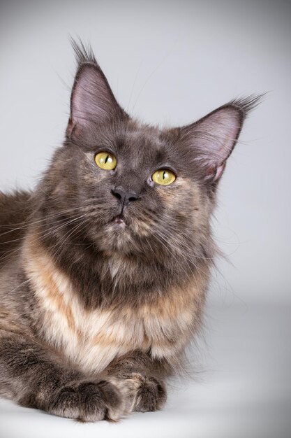 Photographie de studio d'un chat Maine Coon sur fond coloré