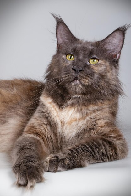 Photographie de studio d'un chat Maine Coon sur fond coloré