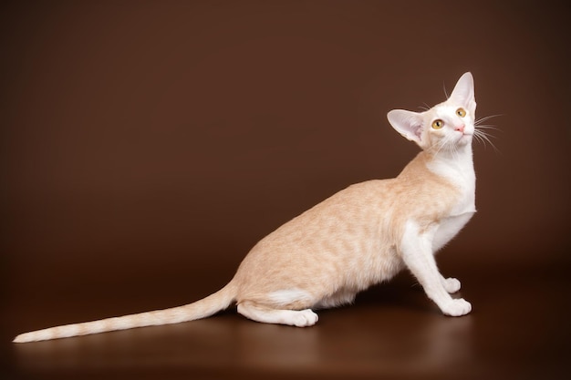 Photographie de studio d'un chat oriental sur fond coloré