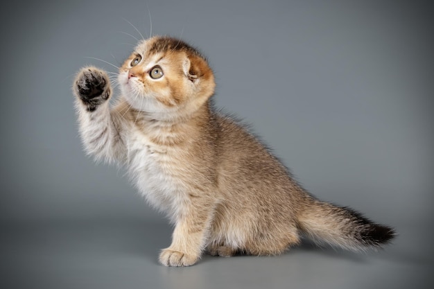 La photographie de studio d'un chat à poil court scottish fold sur des arrière-plans colorés