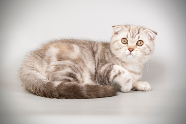 La photographie de studio d'un chat à poil court scottish fold sur des arrière-plans colorés