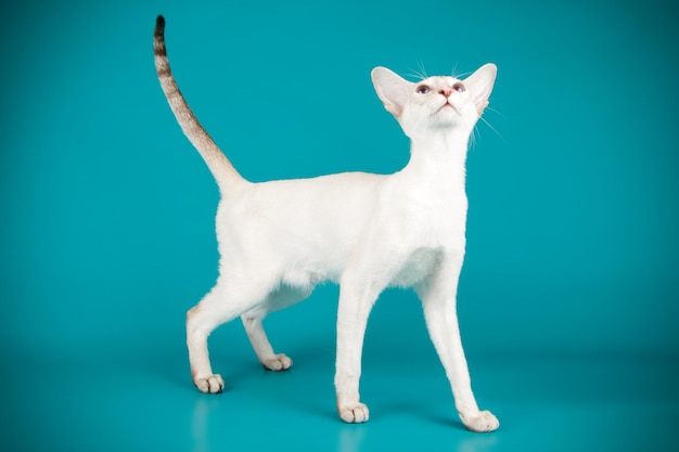 Photographie de studio d'un chat siamois sur fond coloré