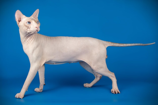 Photographie de studio du chat don sphynx sur fonds colorés