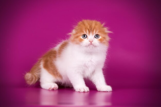 Photographie de studio de highland fold cat sur fond coloré