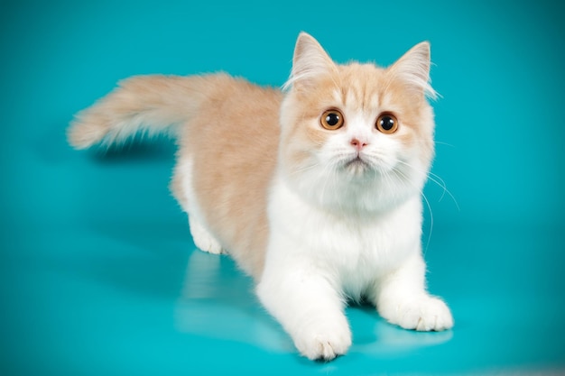 Photographie de studio de highland straight cat sur fond coloré