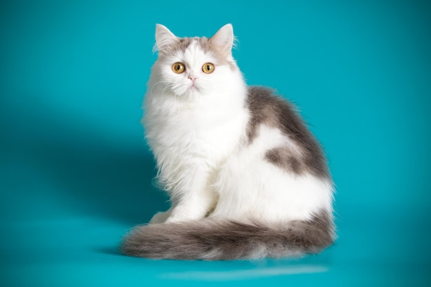 Photographie de studio de highland straight cat sur fond coloré