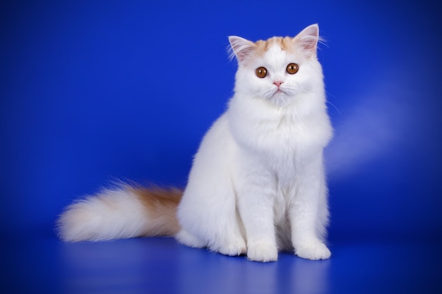 Photographie de studio de highland straight cat sur fond coloré