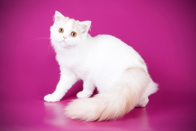 Photographie de studio de highland straight cat sur fond coloré