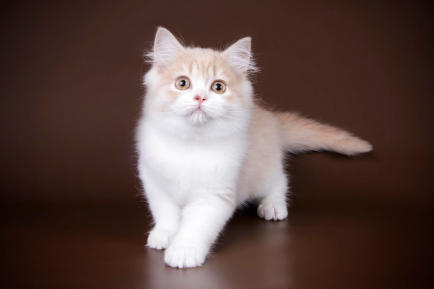 Photographie de studio de highland straight cat sur fond coloré