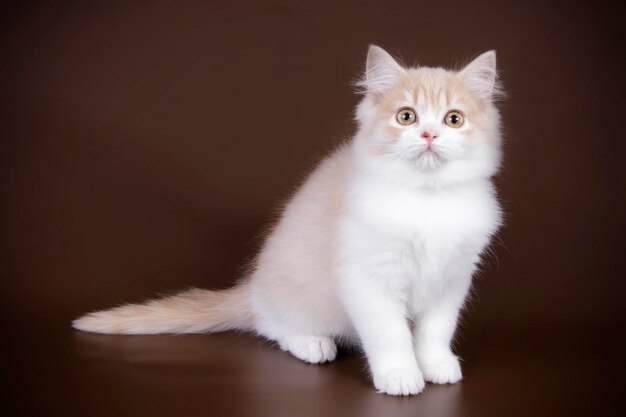 Photographie de studio de highland straight cat sur fond coloré