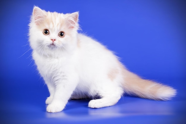 Photographie de studio de highland straight cat sur fond coloré