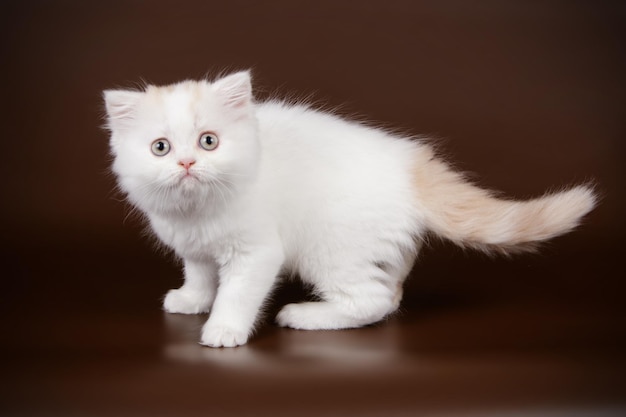 Photographie de studio de highland straight cat sur fond coloré