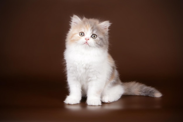 Photographie de studio de highland straight cat sur fond coloré