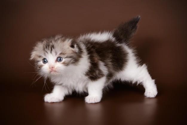 Photographie de studio de highland straight cat sur fond coloré