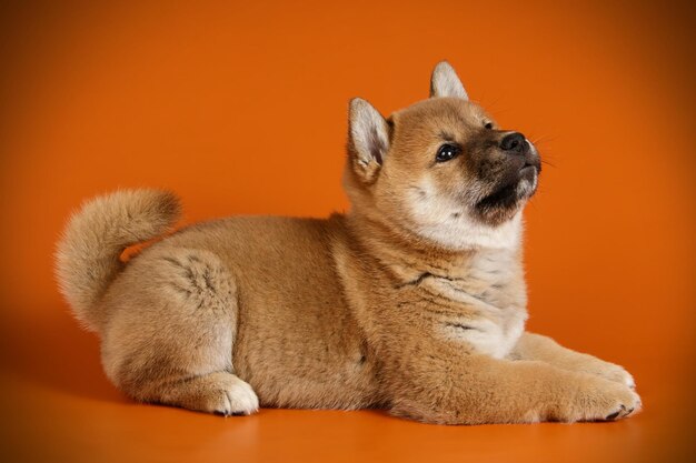 Photographie de studio d'un shiba inu sur fond coloré