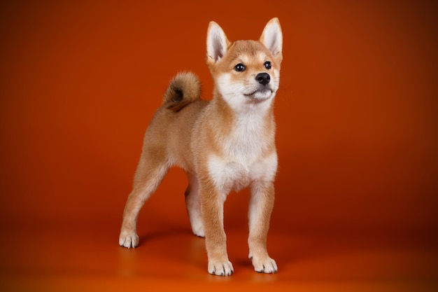 Photographie de studio d'un shiba inu sur fond coloré