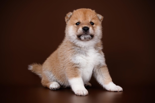 Photographie de studio d'un shiba inu sur fond coloré