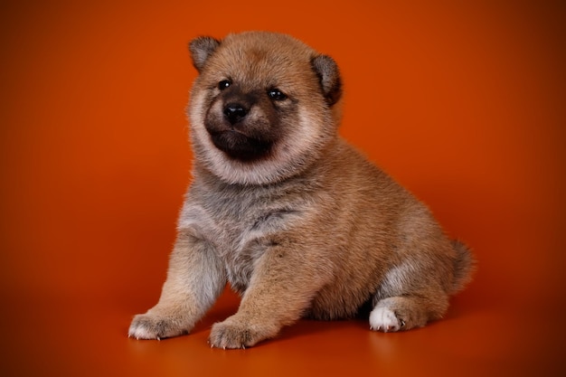 Photographie de studio d'un shiba inu sur fond coloré