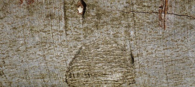 photographie d'une surface en bois