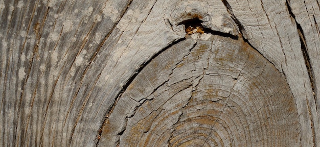 photographie d'une surface en bois