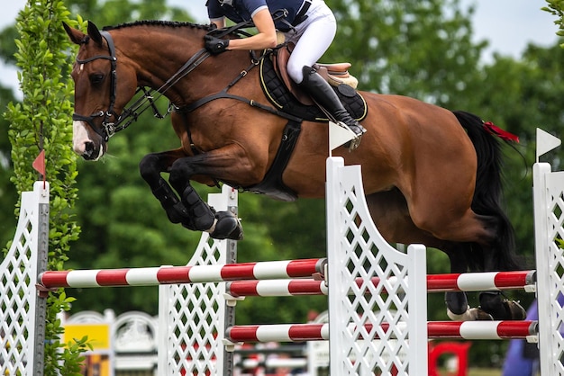 Photo photographie thématique de compétition de saut à cheval de sport équestre