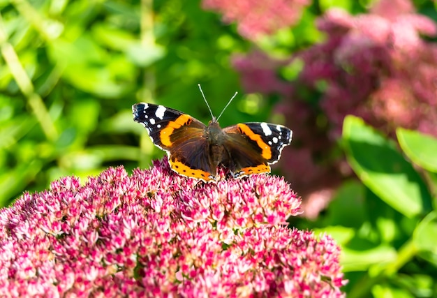 Photographie à thème beau papillon noir monarque