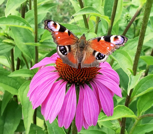 Photographie à thème beau papillon noir monarque