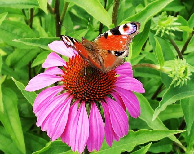 Photographie à thème beau papillon noir monarque