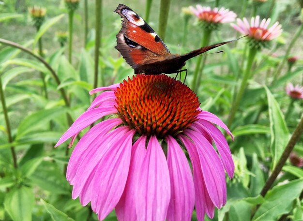 Photographie à thème beau papillon noir monarque