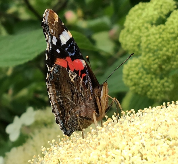 Photographie à thème beau papillon noir monarque