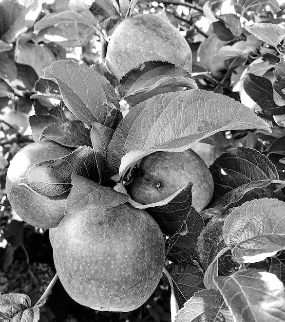Photographie sur le thème beau pommier branche fruitière