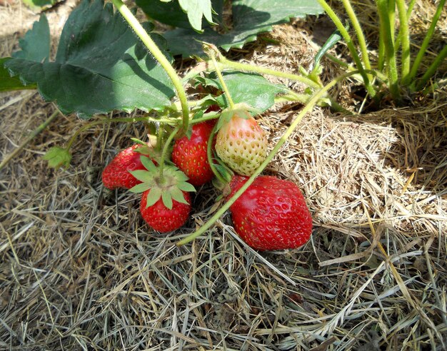 Photographie sur le thème belle plante buisson fraise