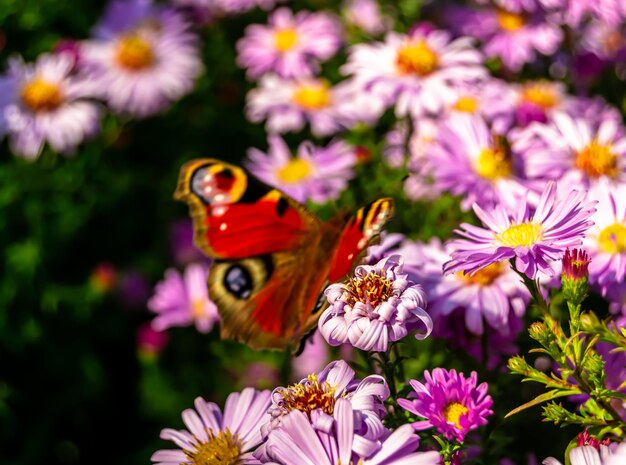 Photo photographie sur le thème du magnifique monarque papillon noir sur la fleur du pré