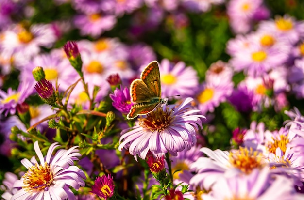 Photo photographie sur le thème du magnifique papillon noir monarque sur une fleur de prairie