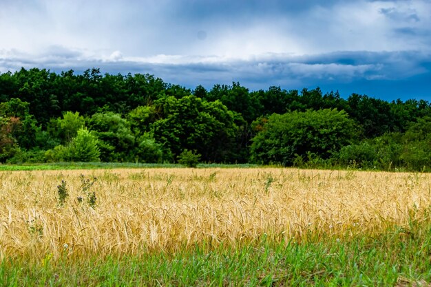 Photographie sur le thème grand champ de blé pour la récolte biologique