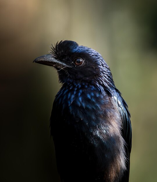 Photographier les oiseaux dans la nature artistique Drongo à queue rackette