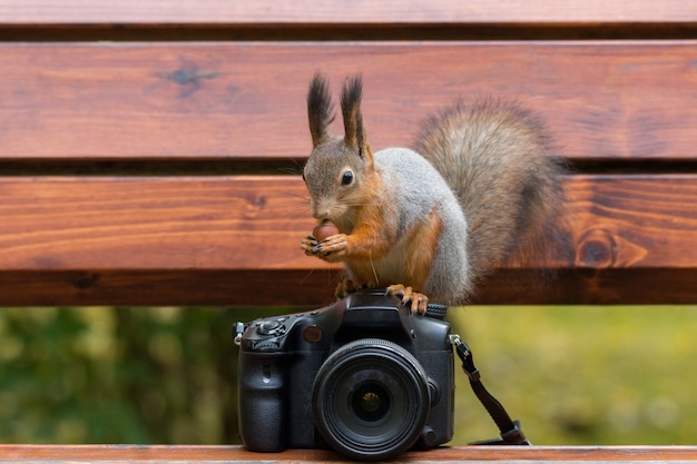 Photographies d&#39;écureuil sur l&#39;appareil photo